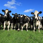 Muller unveils dairy business development scheme