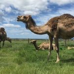 Camel milk vying to be the next big dairy alternative