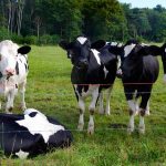 Concern as new research exposes anthelmintic resistance on dairy calf to beef farms