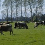 Mycoplasma bovis found for first time in Waikato