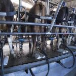 Southland dairy farms struggle to find skilled labour