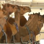 UAE company turns camel milk into baby formula