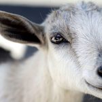 Government launches programme to grow lucrative goat milk industry