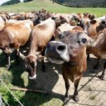 Northland dairy farmers to lose