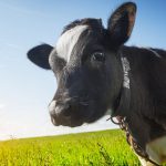 In defence of Canada dairy farmers