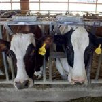 Minnesota Milk should work for more dairy farmers not more cows and one massive expansion