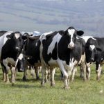 Profitability up but UK dairy farmers