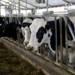 Will Wisconsin dairy farmers face hard times without new Farm Bill in place