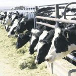 Higher stocks keep lid on milk prices