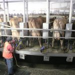 Idaho dairy farmers support immigrant legal services