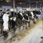 Indiana losing several dairy farms each week