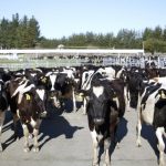 New Zealand May Cull 50000 More Cows to Control Mycoplasma Bovis