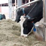 Parksville dairy farmer disappointed with USMCA deal