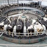 Uruguayan dairy exports up 17