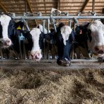 Ag groups petition to save remaining dairy farmers