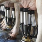 Call for a united dairy industry