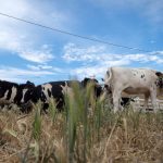 Can Farm Bill Help Fight Dairy Industry Decline