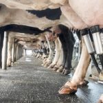 Dairy farmers ask Trump to ‘stop the hemorrhaging