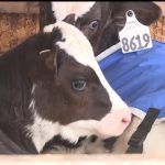 Dairy farmers brace for incoming winter storm