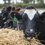 Dairy farmers under pressure as feed prices dont look to fall