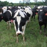 Dairy farmers welcome draft mandatory dairy code of conduct released this week