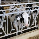 Dairy genomic project closer to feed efficiency number