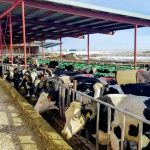 Dairy overproduction triggers steep Idaho farm income drop in 2018