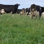 Dairy to join forces to set agenda