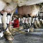 Environmental Groups Win Lawsuit To Overturn State Settlement With Dairy Group