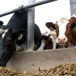 Farmers have mixed reactions to Dairy Task Forces proposals to save industry