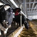 High tech Holsteins Robots run Smiths Grove dairy