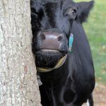 How can forestry fit into a dairy farmers plans