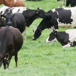 How dairy farm is controlling Johnes while buying in cows