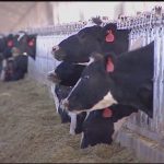 Idaho farm income declined in 2018 dairy industry struggles