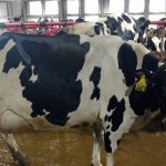 Indiana Dairy Farms Are Closing At a Rapid Pace