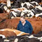 Kiwi adds Red genetics to Holstein herd to boost milk production