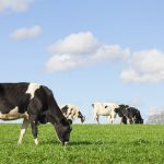 Louis Dreyfus to exit non core dairy business