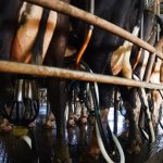 NAB dairy export price index up