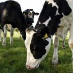 New dairy code gets wary OK