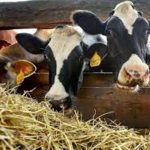 Shutdown delays payments creates challenges for dairy farmers