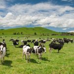 Study says NZ farmers financially resilient