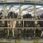 Tasmanian dairy farmers call for details over code of conduct