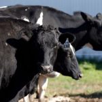 Year end dairy market report provides some notes of optimism for 2019