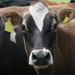 cow fonterra