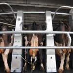 Australian Consolidated Milk sets guaranteed 2019 20 farmgate price