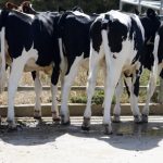 Australian fresh milk holdings buys Coomboona Dairy