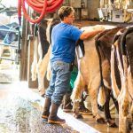 DAIRIES LOOKING NORTH FOR MILK PRICING SOLUTION