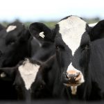 Dairy Australia report reveals milk production lagging