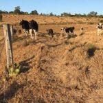 Dear Coles … please increase milk prices