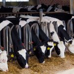 Fonterra and Synlait in war of words over dairy reform